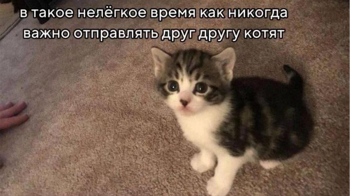 15+ смешных, милых и добрых мемов с котиками 2025 скачать: с надписями, про работу, фото