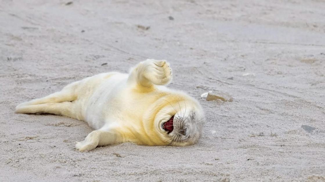 20 самых смешных фото с животными и забавными подписями конкурса Comedy Wildlife: посмотрите и улыбнитесь!