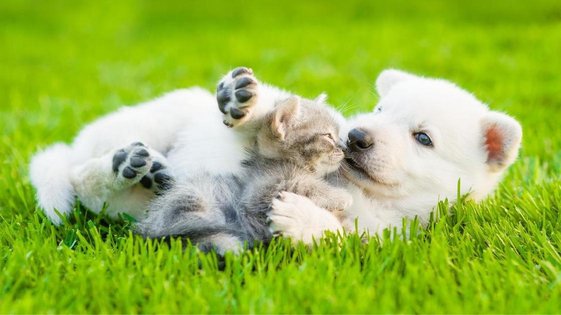 40+ милейших фото щеночков и котят, которые живут дружно  (Психология)