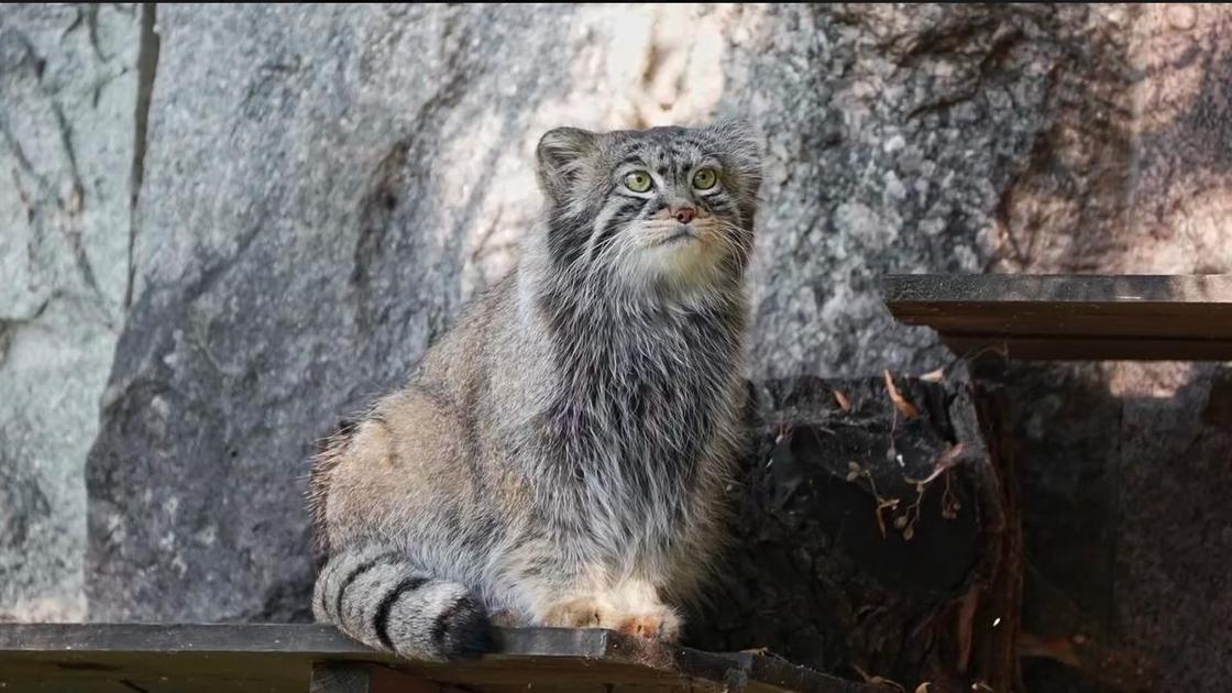 Начинаем зажировку: 10+ фото зверей из Московского зоопарка, которые уже вовсю готовятся к зиме (Психология) Начинаем зажировку: 10+ фото зверей из Московского зоопарка, которые уже вовсю готовятся к зиме (Психология)