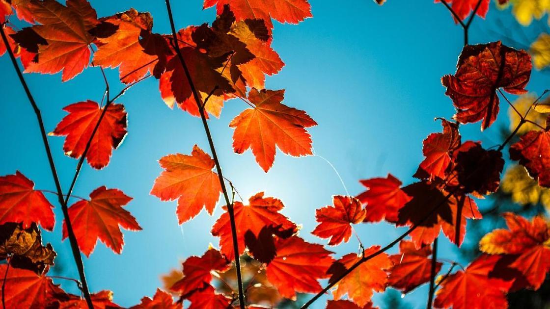 Тест: Какой вы лист в осеннем лесу? (Психология) Тест: Какой вы лист в осеннем лесу? (Психология)