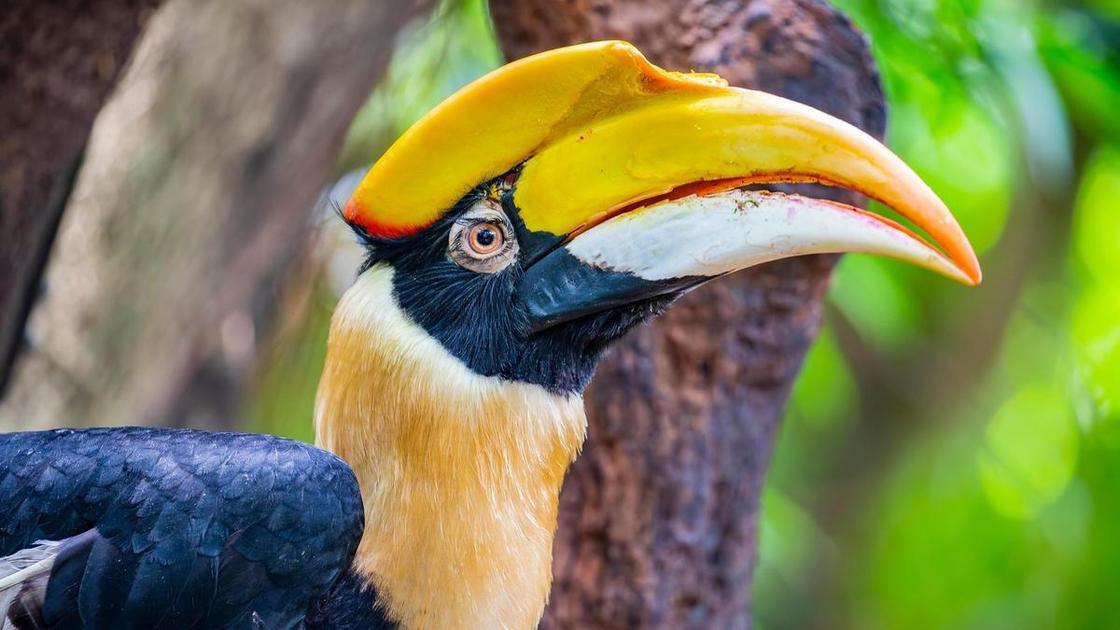 Калао Шанти поймали, СПб: чем закончилась история с птицей-носорогом, которая сбежала из Ленинградского зоопарка в октябре 2025 (Психология) Калао Шанти поймали, СПб: чем закончилась история с птицей-носорогом, которая сбежала из Ленинградского зоопарка в октябре 2025 (Психология)