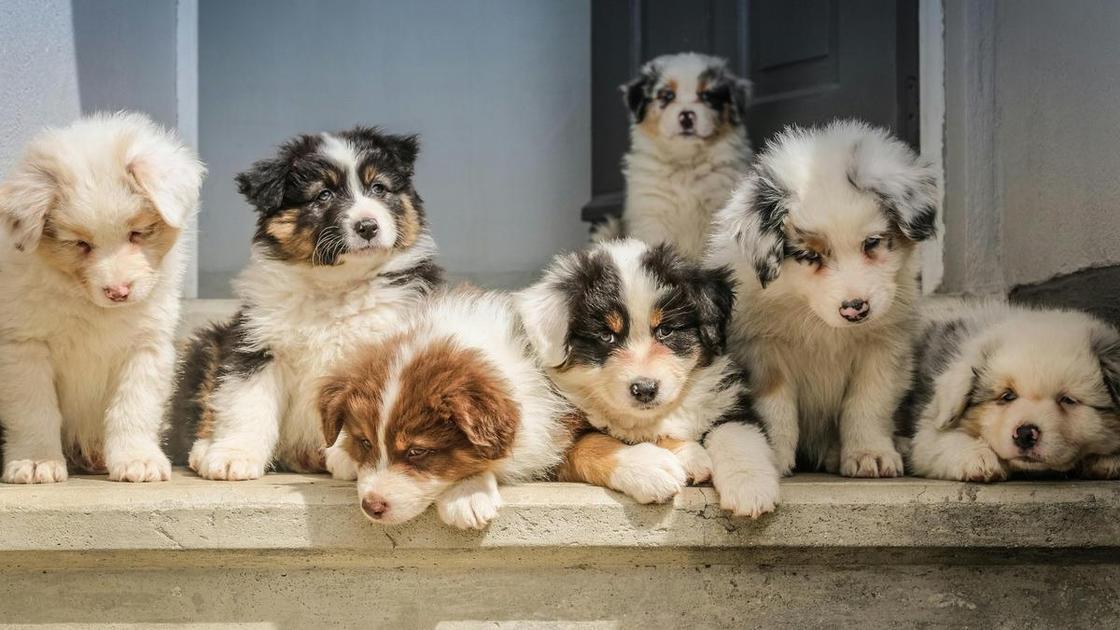 Тест: Выберите любимую породу собак и узнайте доминирующую черту вашей личности — часть 4 (Психология) Тест: Выберите любимую породу собак и узнайте доминирующую черту вашей личности — часть 4 (Психология)