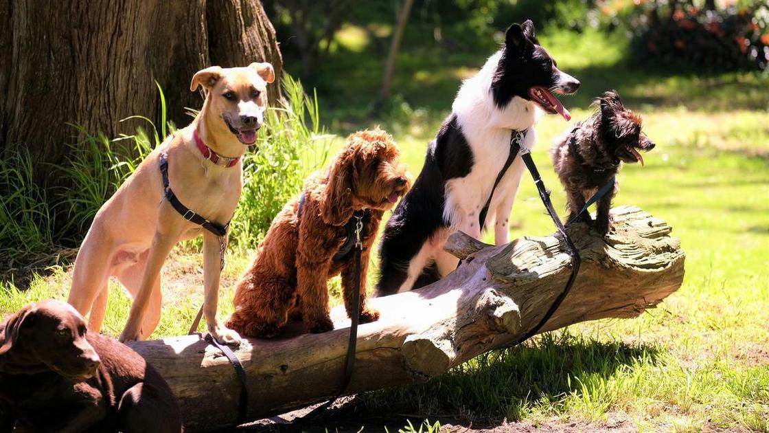 Тест: Выберите любимую породу собак и узнайте доминирующую черту вашей личности — часть 3 (Психология) Тест: Выберите любимую породу собак и узнайте доминирующую черту вашей личности — часть 3 (Психология)