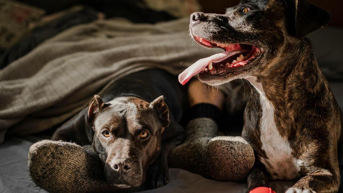 Тест: Выберите любимую породу собак и узнайте доминирующую черту вашей личности — часть 7 (Психология) Тест: Выберите любимую породу собак и узнайте доминирующую черту вашей личности — часть 7 (Психология)