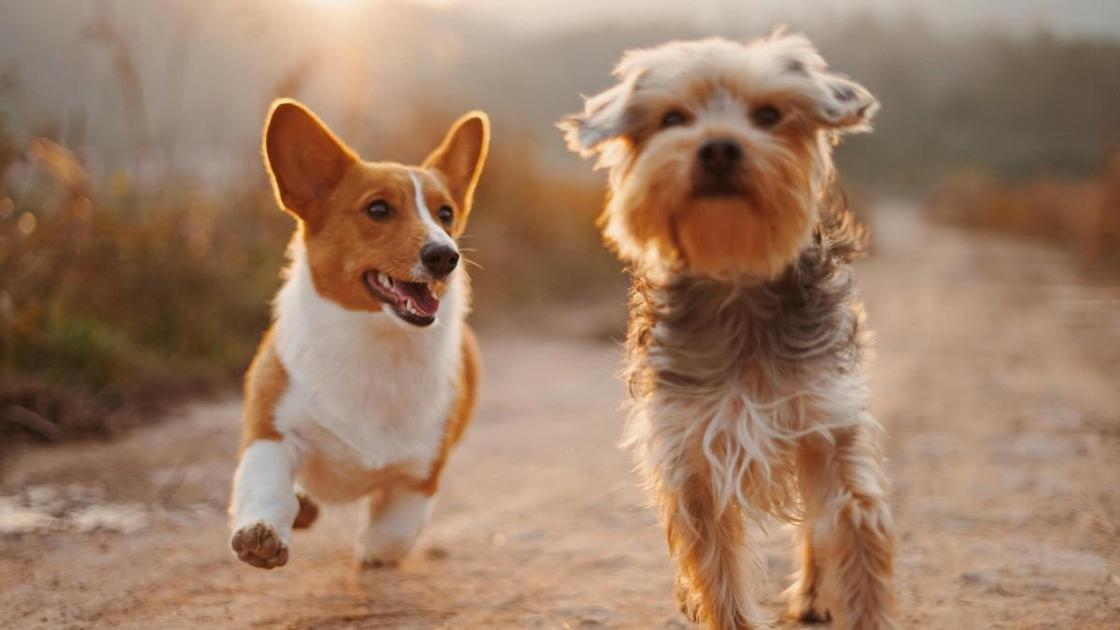 Тест: Выберите любимую породу собак и узнайте доминирующую черту вашей личности — часть 6 (Психология) Тест: Выберите любимую породу собак и узнайте доминирующую черту вашей личности — часть 6 (Психология)