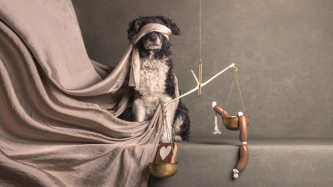 10+ фотографий самых «хороших мальчиков»: поможете выбрать лучший кадр конкурса Dog Photography Awards 2025? (Психология) 10+ фотографий самых «хороших мальчиков»: поможете выбрать лучший кадр конкурса Dog Photography Awards 2025? (Психология)