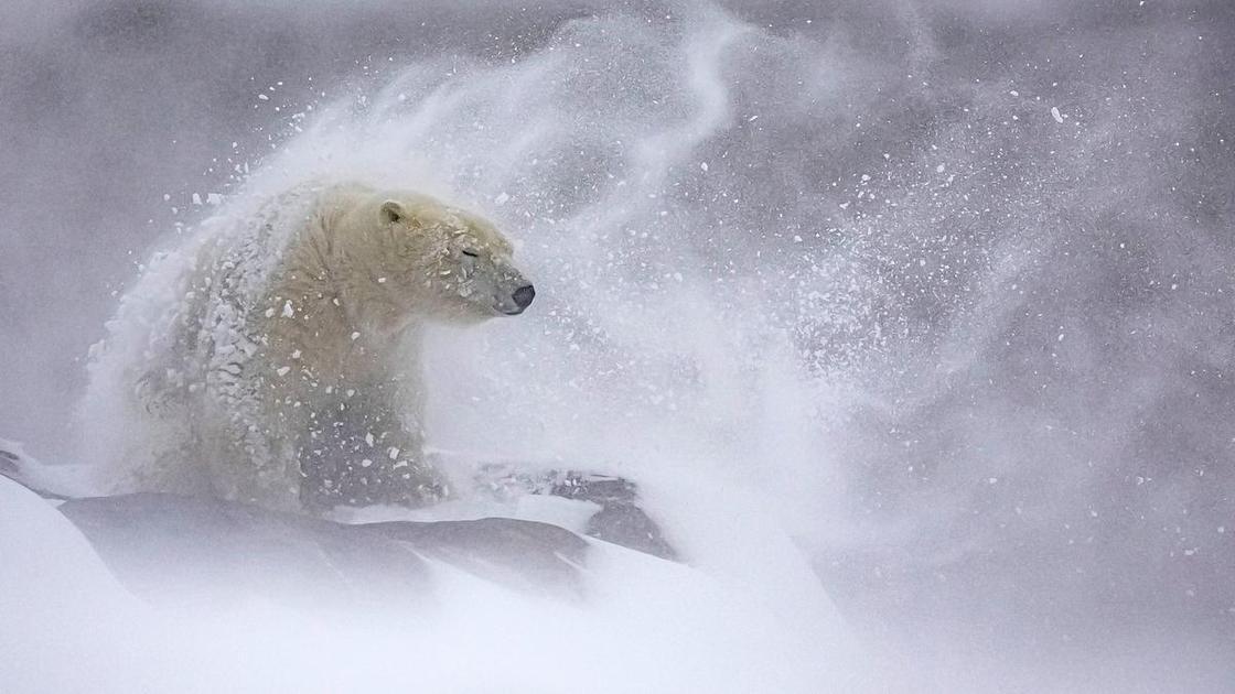10+ самых красивых фото животных конкурса Nature’s Best Photography Awards: сможете угадать победителя? (Психология) 10+ самых красивых фото животных конкурса Nature’s Best Photography Awards: сможете угадать победителя? (Психология)