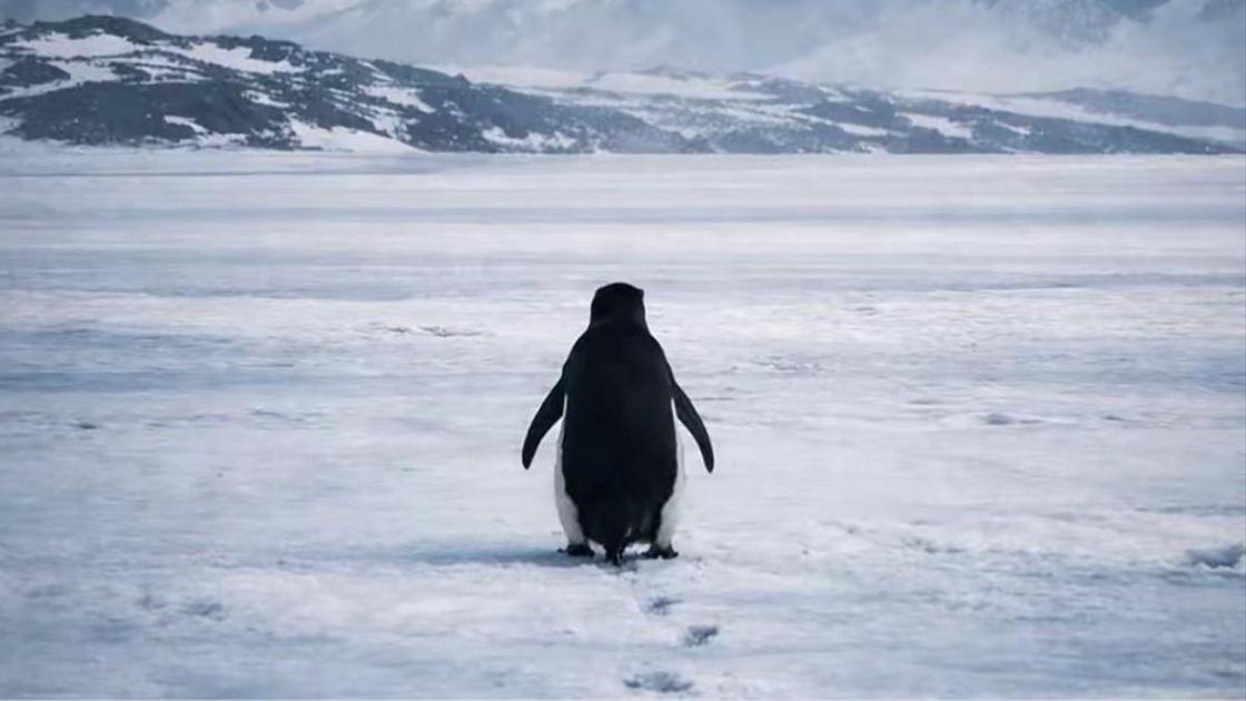 Мем про пингвина-нигилиста: мем из фильма Вернера Херцога &laquo;Встречи на краю света&raquo;, видео, фото  (Психология)