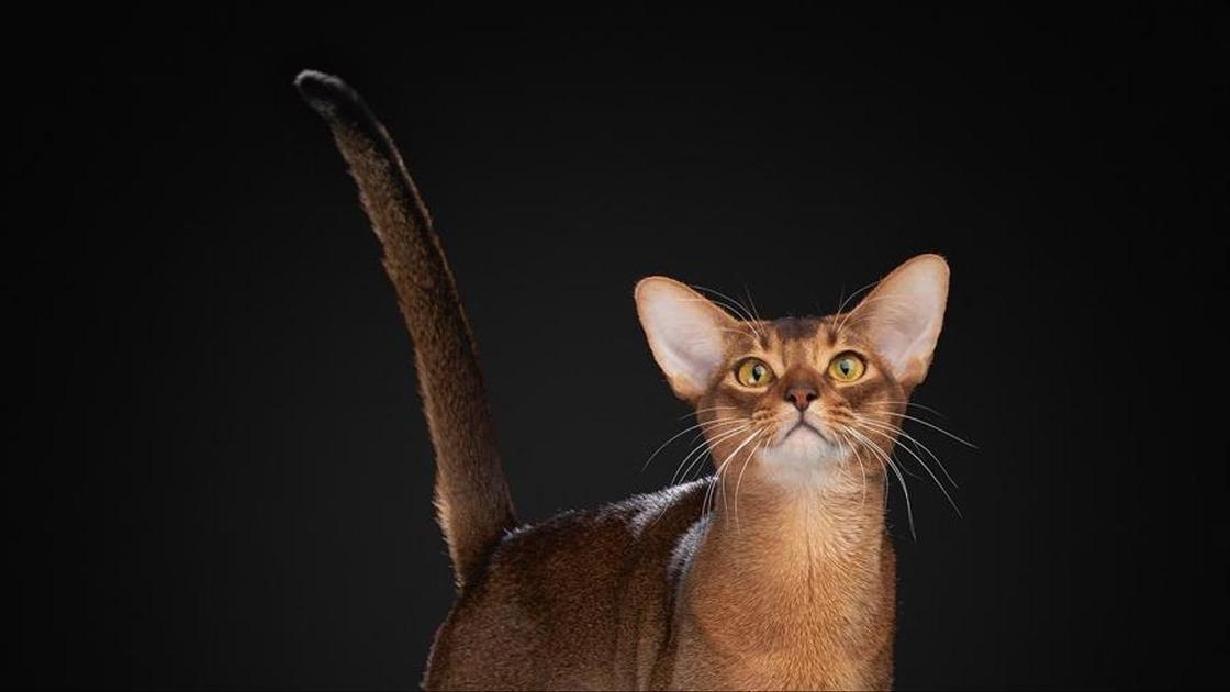 Посмотрите на 20 самых красивых котов в мире. Первое место&nbsp;&mdash; у Далмоши из России!  (Психология)